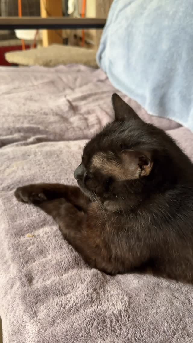 Post 9 by Whiskers N Wishes Sanctuary on Instagram (video)