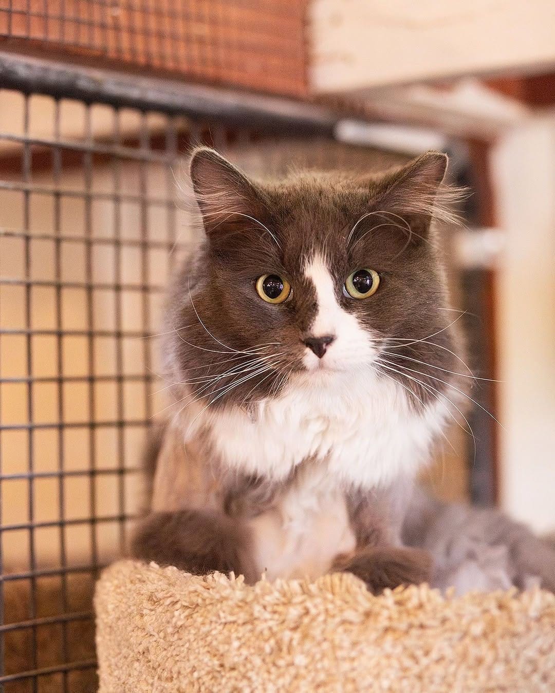 Post 5 by Whiskers N Wishes Sanctuary on Instagram (carousel)