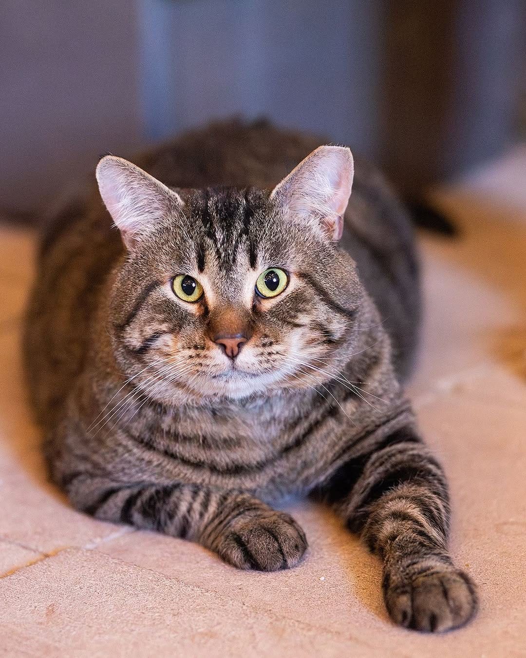 Post 8 by Whiskers N Wishes Sanctuary on Instagram (carousel)
