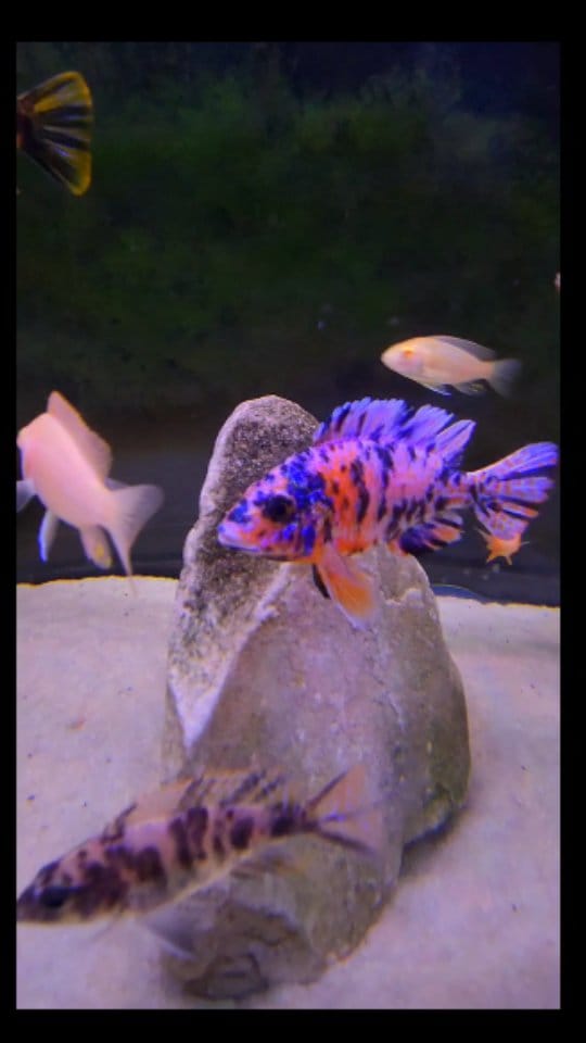 Post 1 by Willie | Deaf Fishkeeper on Instagram (video)