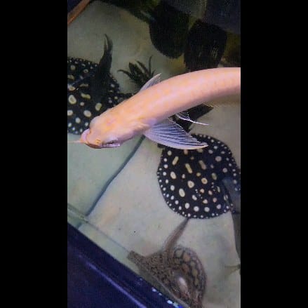 Post 6 by Willie | Deaf Fishkeeper on Instagram (video)