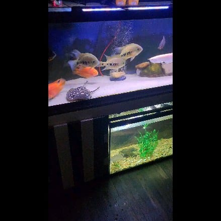 Post 7 by Willie | Deaf Fishkeeper on Instagram (video)