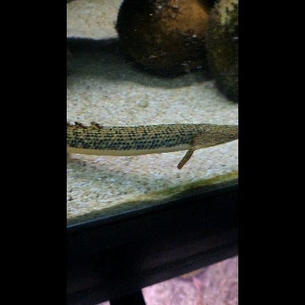 Post 10 by Willie | Deaf Fishkeeper on Instagram (video)