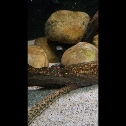 Post 9 by Willie | Deaf Fishkeeper on Instagram (video)