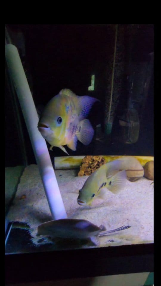 Post 2 by Willie | Deaf Fishkeeper on Instagram (video)