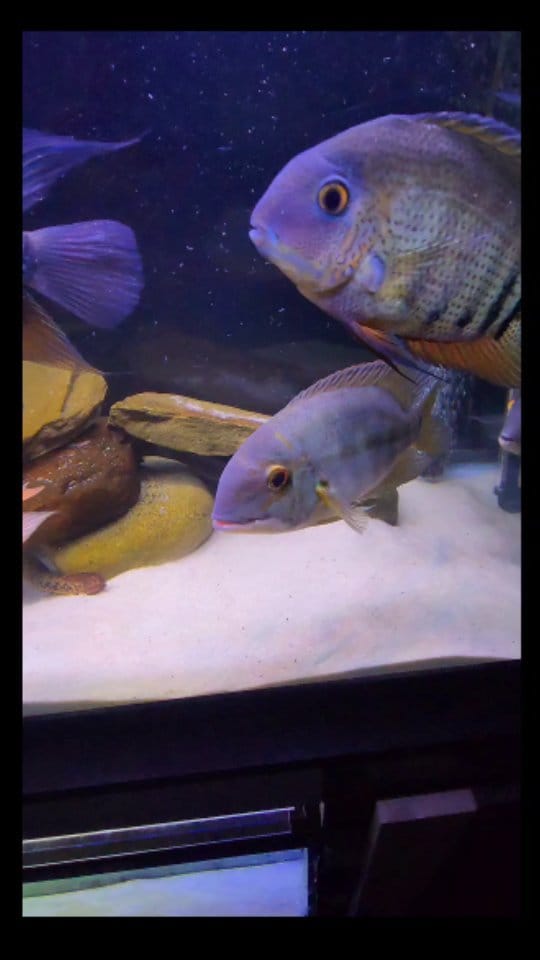 Post 3 by Willie | Deaf Fishkeeper on Instagram (video)