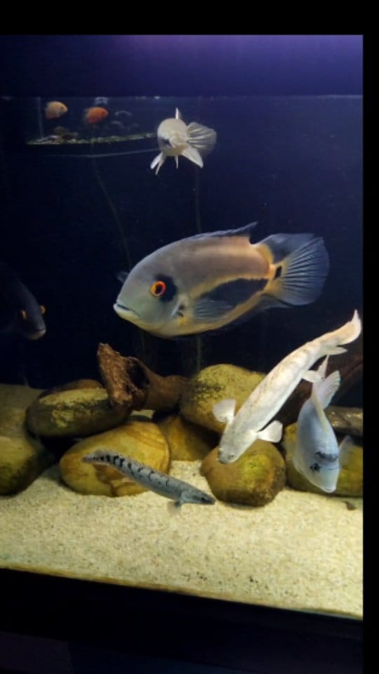 Post 5 by Willie | Deaf Fishkeeper on Instagram (video)