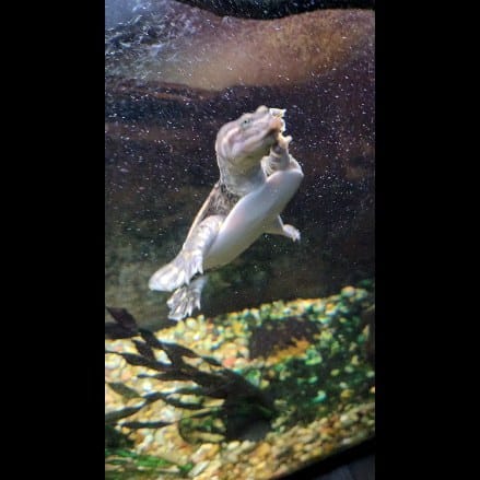 Post 8 by Willie | Deaf Fishkeeper on Instagram (video)