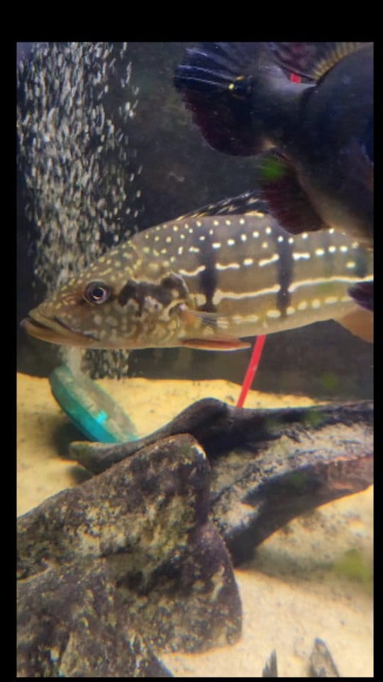 Post 4 by Willie | Deaf Fishkeeper on Instagram (video)
