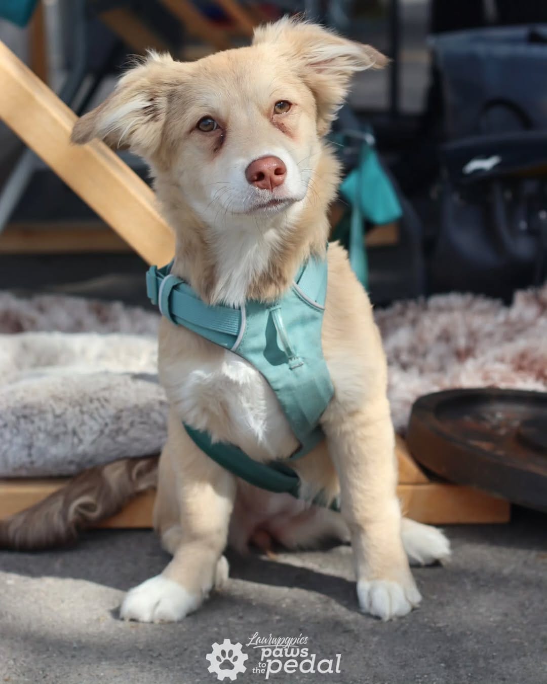 Post 6 by Paws To The Pedal on Instagram (image)