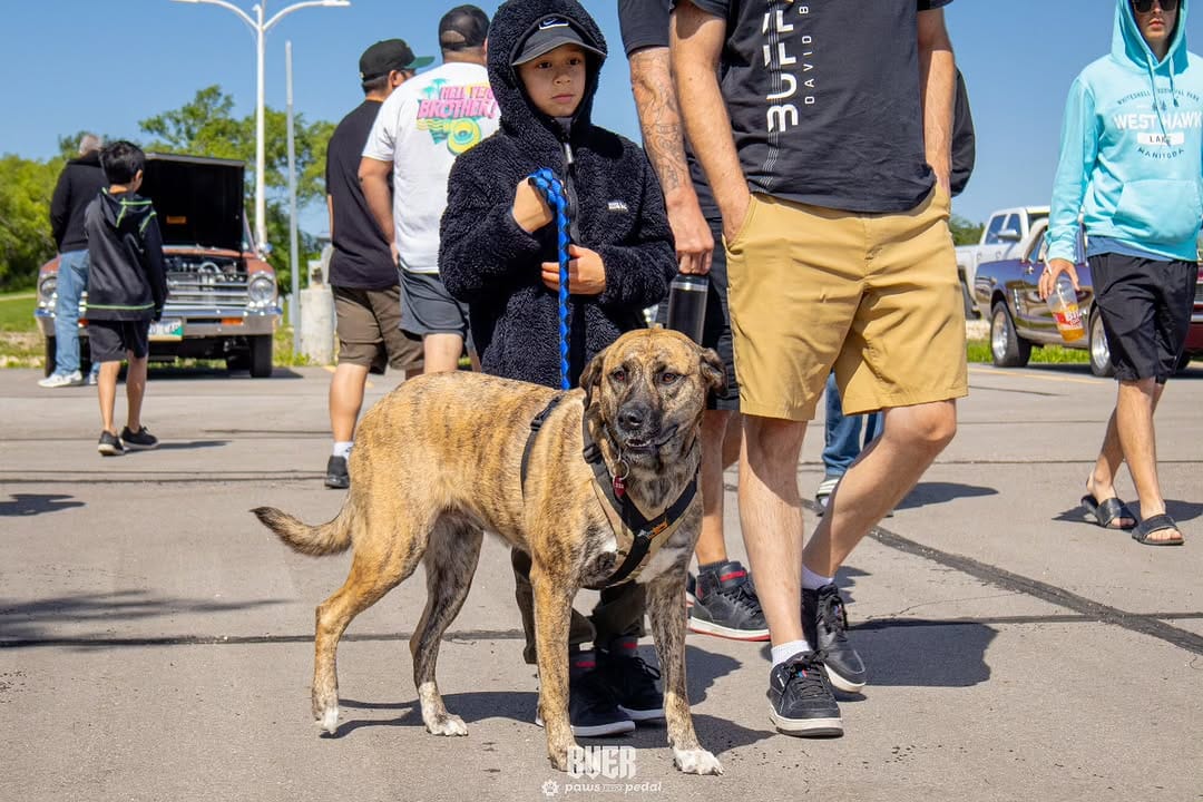 Post 4 by Paws To The Pedal on Instagram (image)