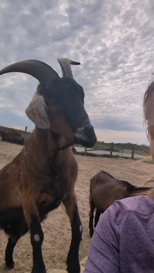Post 5 by Second Chance Animal Sanctuary on Instagram (video)