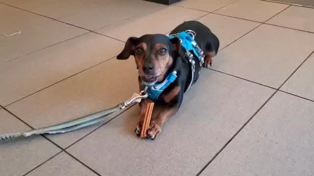 Post 10 by Second Chance Animal Sanctuary on Instagram (video)