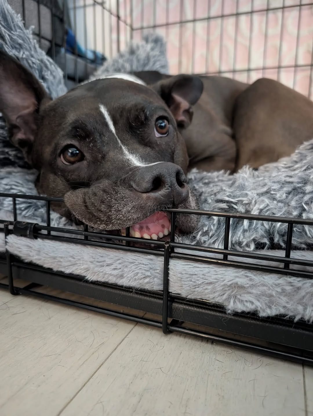Post 4 by Second Chance Animal Sanctuary on Instagram (image)
