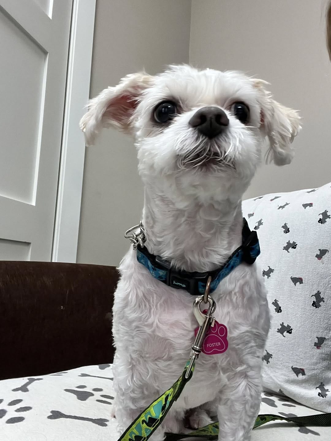 Post 9 by Second Chance Animal Sanctuary on Instagram (carousel)