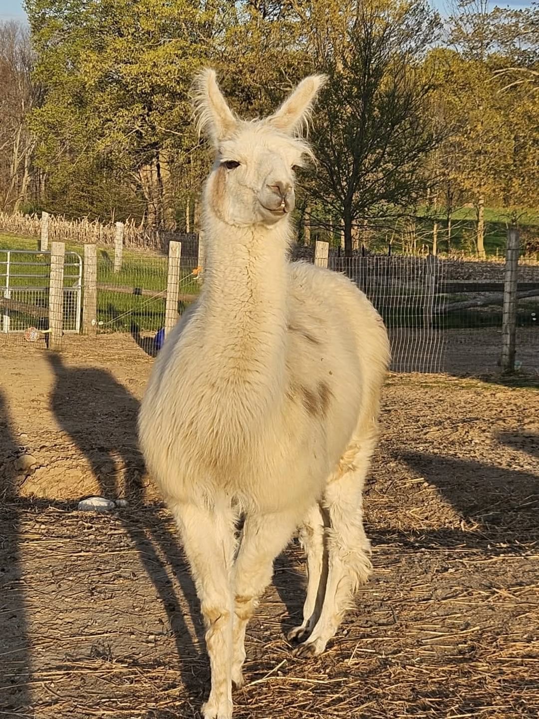 Post 8 by Second Chance Animal Sanctuary on Instagram (carousel)