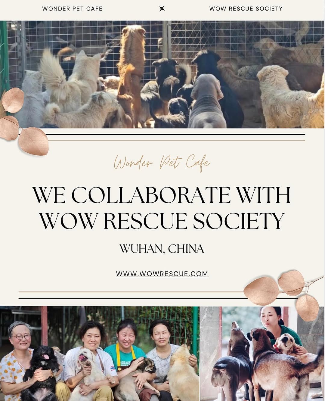 Post 10 by Wonder Pets Café on Instagram (image)