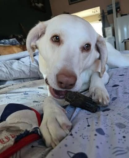 Post 9 by Infinite Woofs Animal Rescue Society on Instagram (carousel)