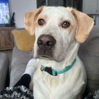 Post 5 by Infinite Woofs Animal Rescue Society on Instagram (carousel)