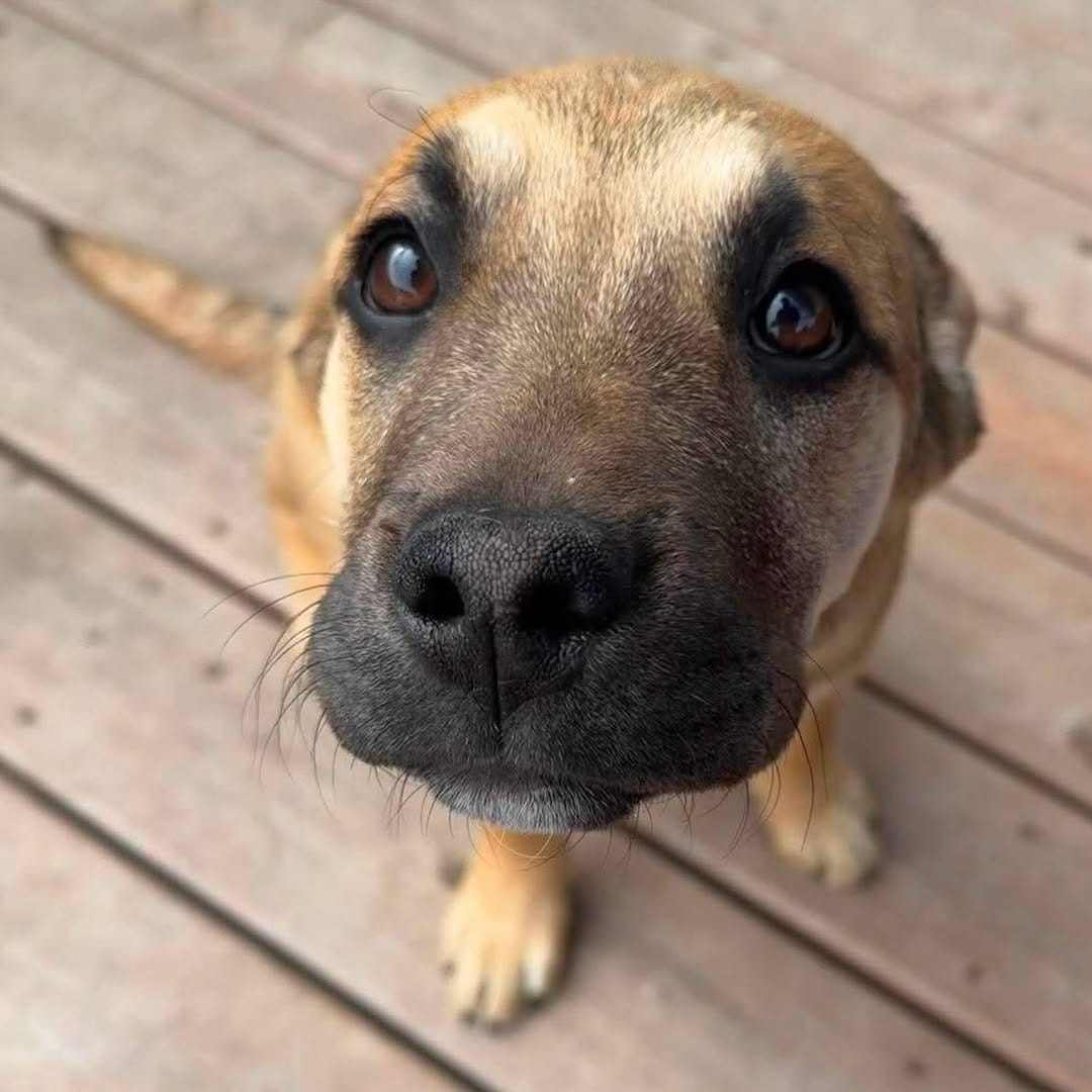 Post 1 by Infinite Woofs Animal Rescue Society on Instagram (carousel)