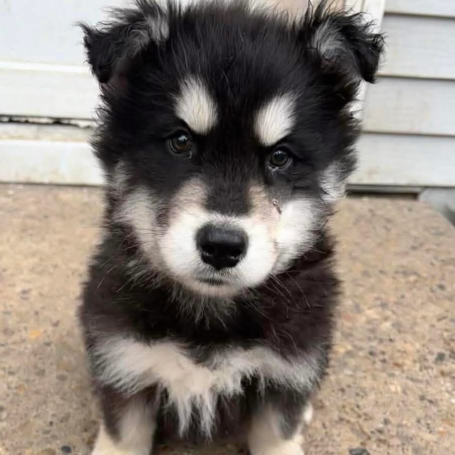 Post 6 by Infinite Woofs Animal Rescue Society on Instagram (carousel)