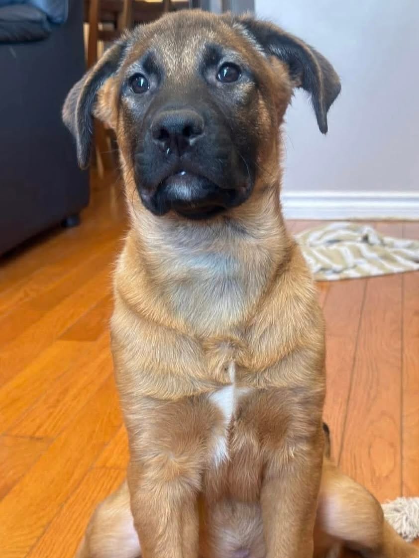 Post 8 by Infinite Woofs Animal Rescue Society on Instagram (carousel)