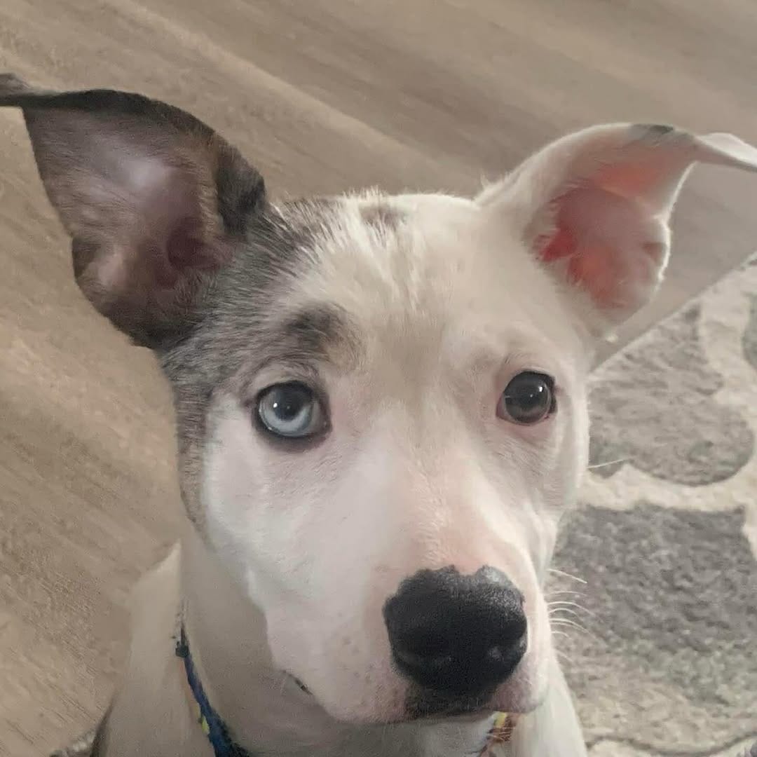 Post 10 by Infinite Woofs Animal Rescue Society on Instagram (carousel)