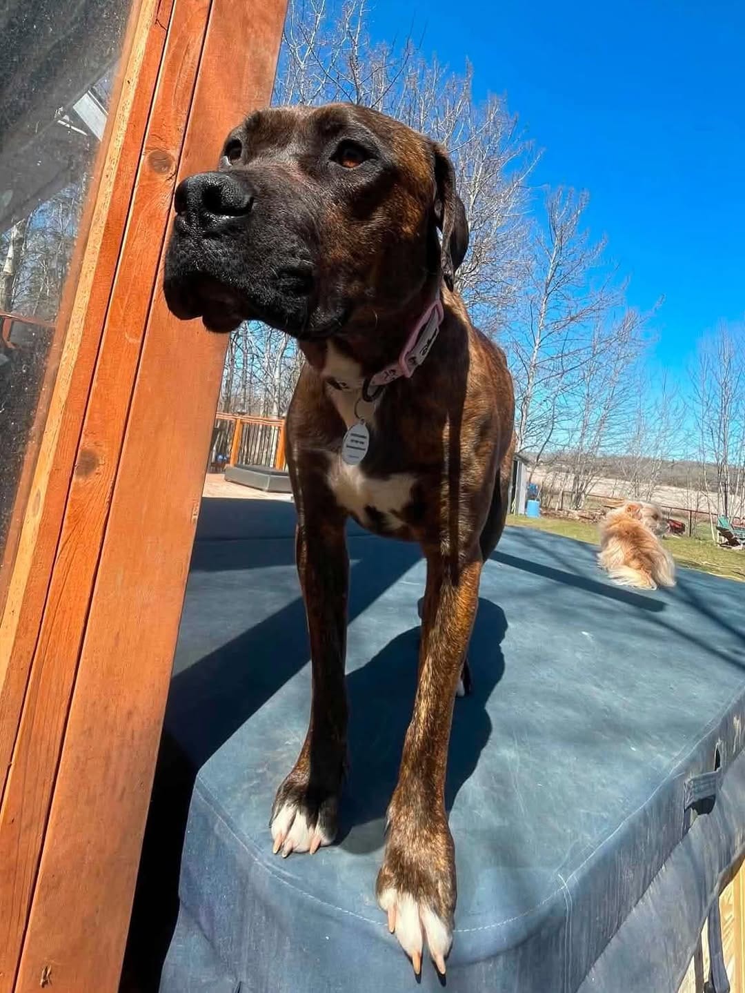 Post 2 by Infinite Woofs Animal Rescue Society on Instagram (carousel)