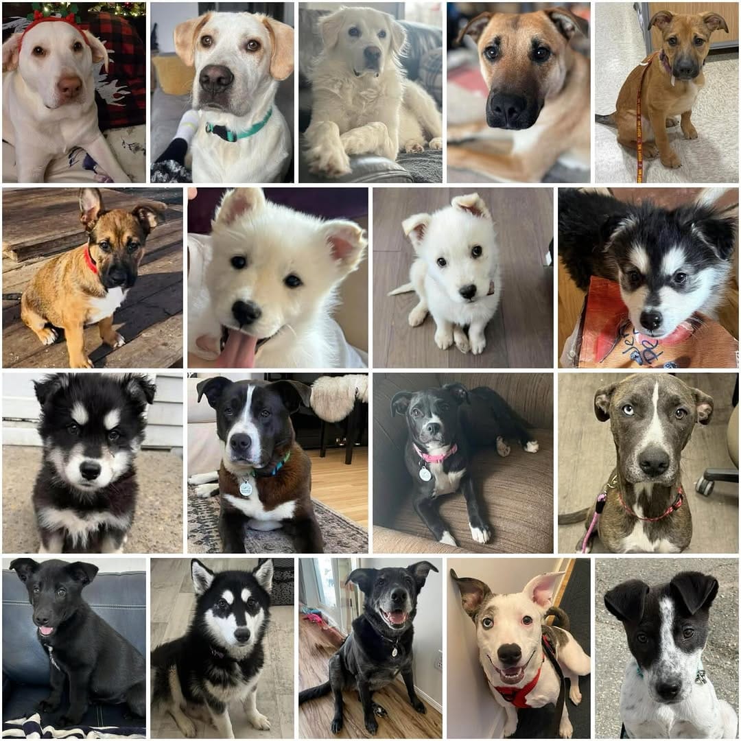 Post 4 by Infinite Woofs Animal Rescue Society on Instagram (image)