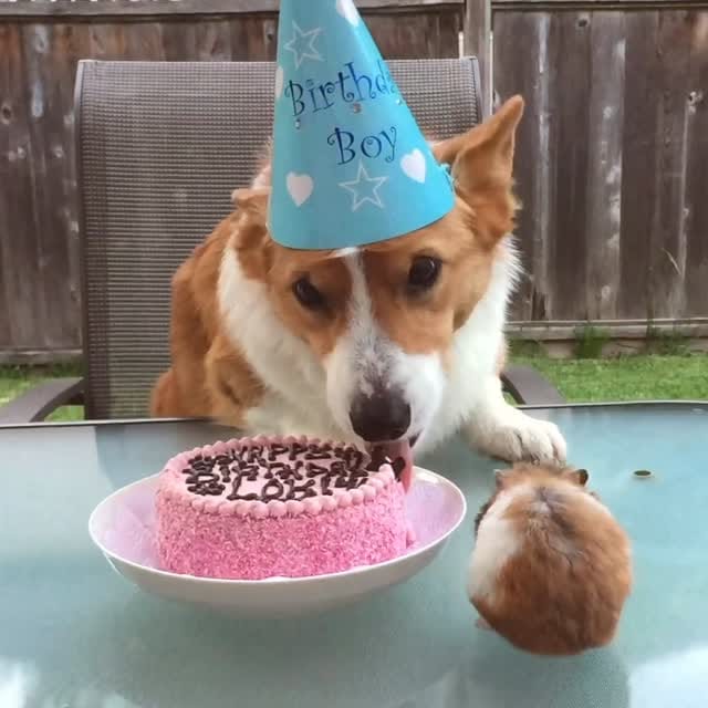 Post 1 by Loki + Bear + Momo on Instagram (video)
