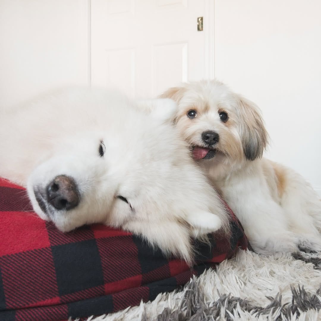 Post 6 by Loki + Bear + Momo on Instagram (carousel)