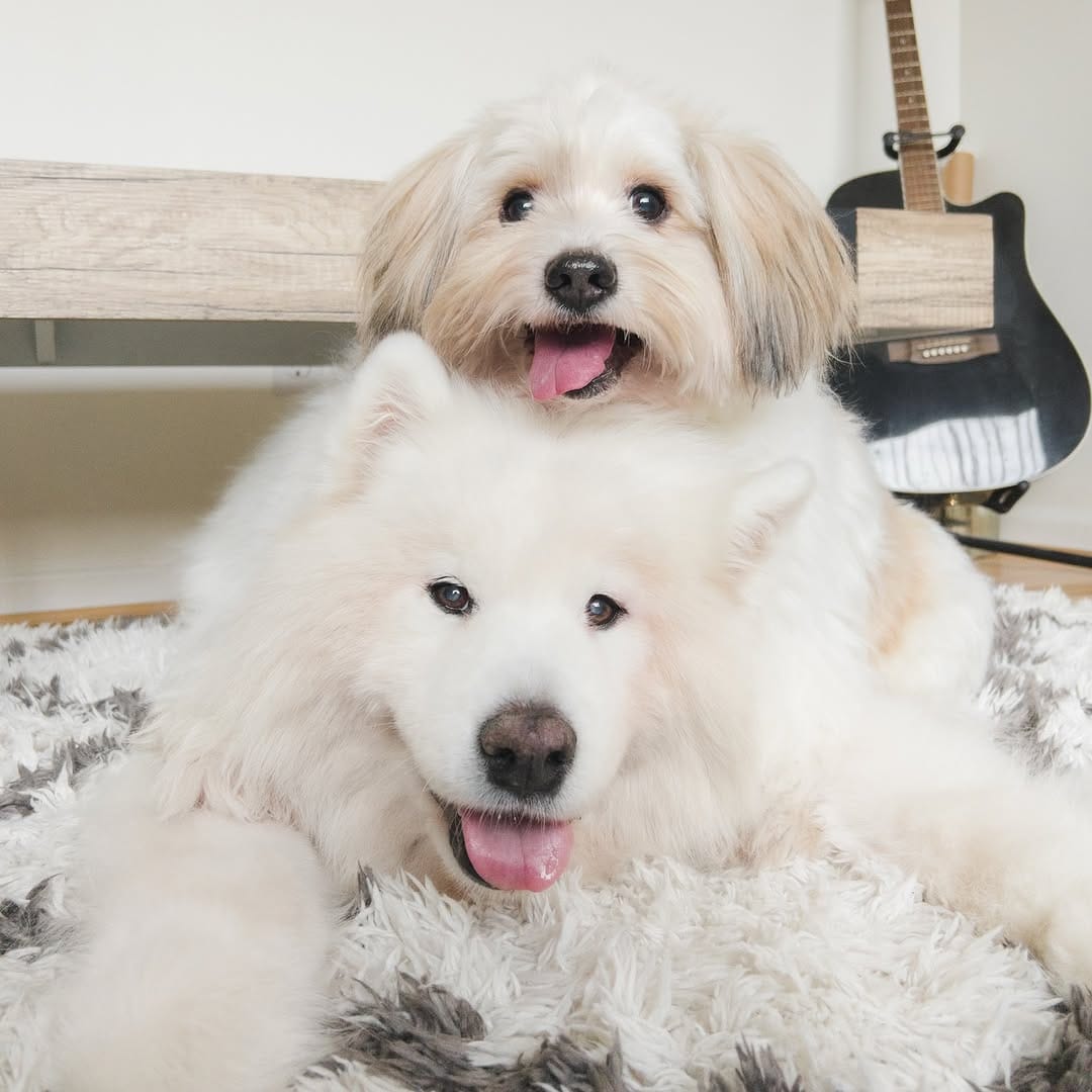 Post 10 by Loki + Bear + Momo on Instagram (image)