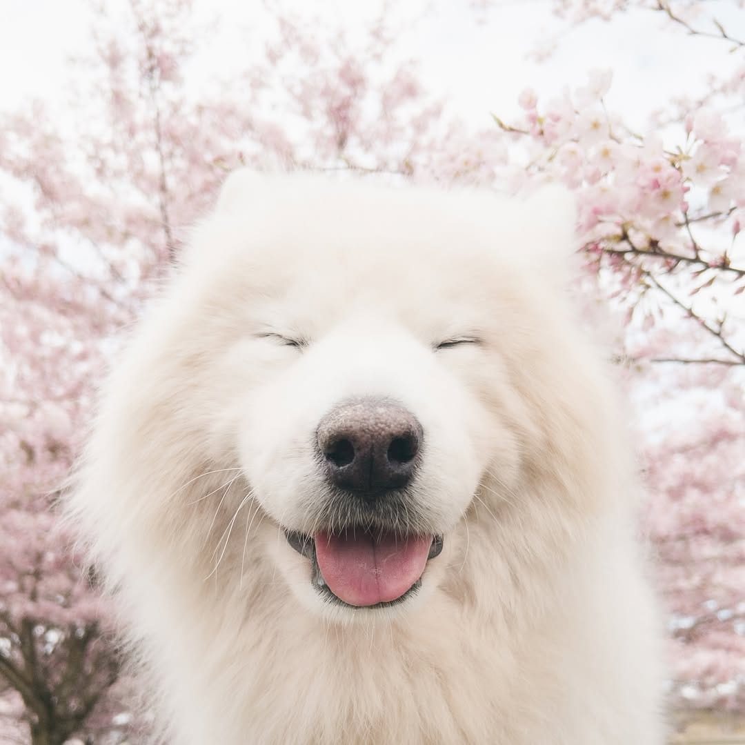 Post 4 by Loki + Bear + Momo on Instagram (image)