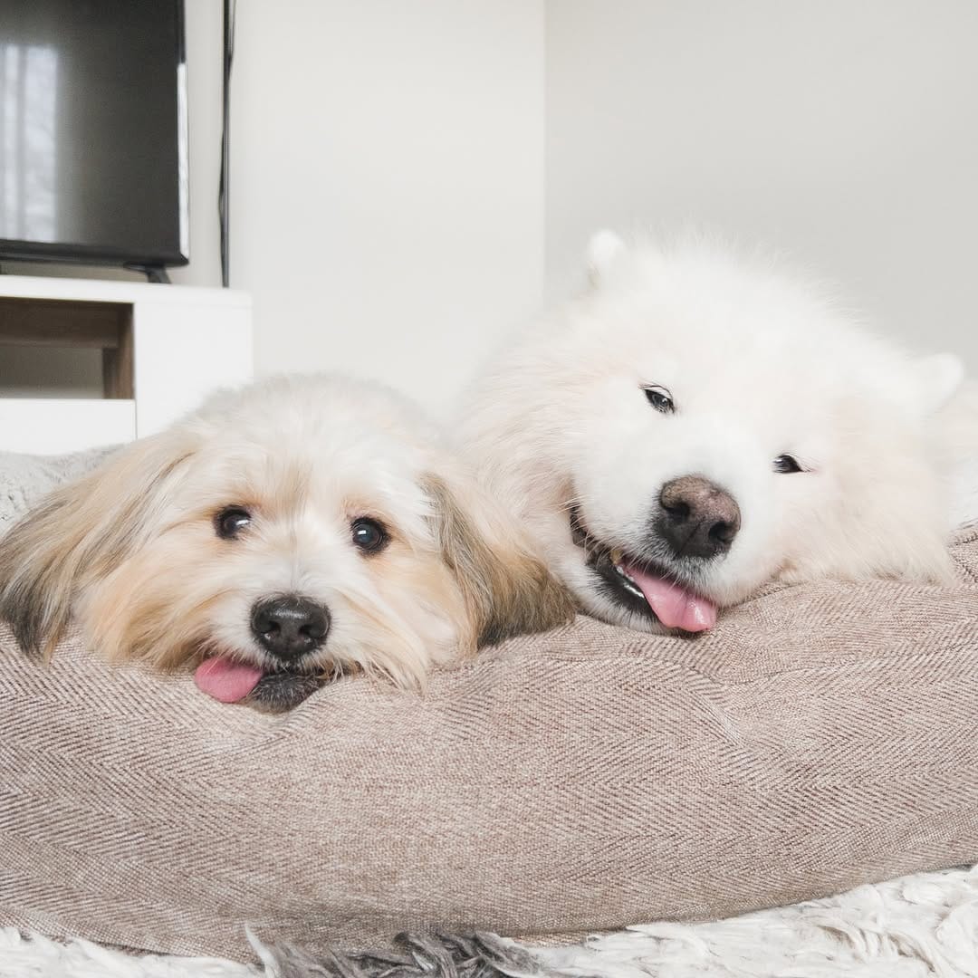 Post 8 by Loki + Bear + Momo on Instagram (image)