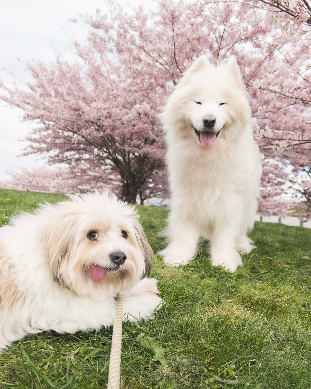 Post 2 by Loki + Bear + Momo on Instagram (image)