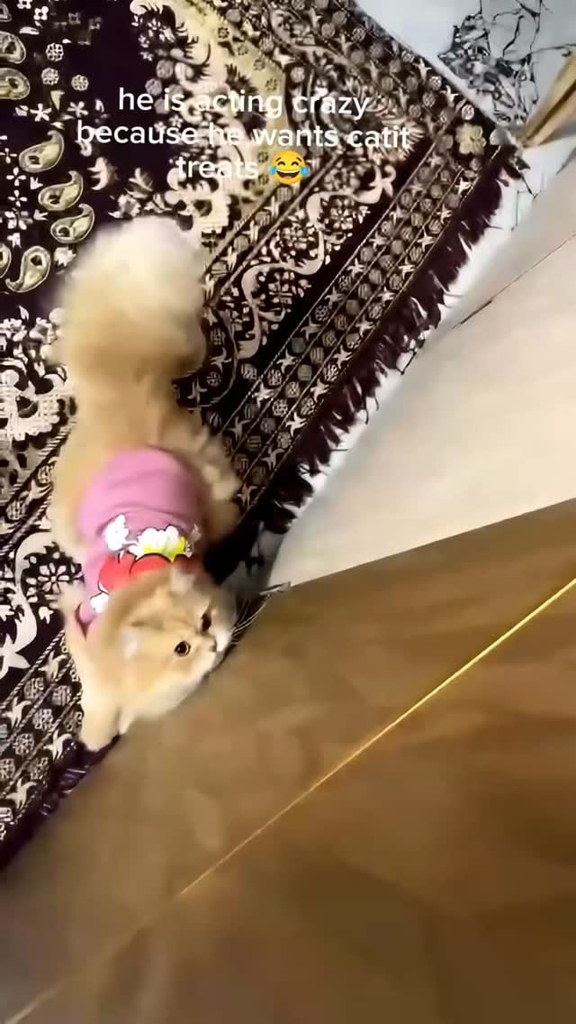 Post 3 by Catit India on Instagram (video)