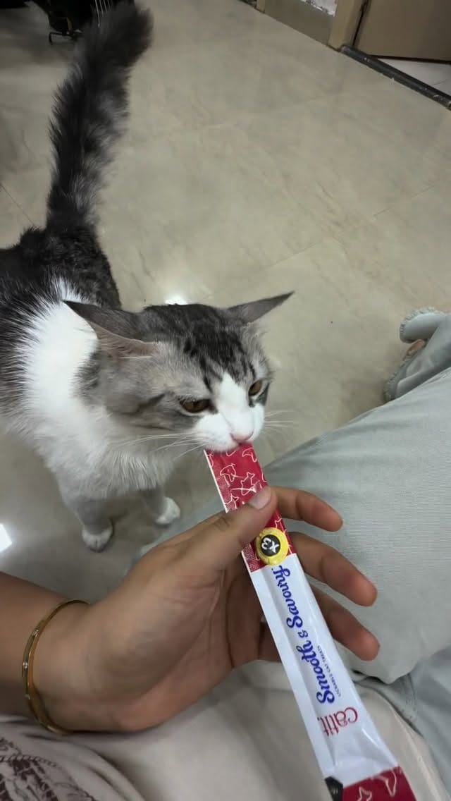 Post 5 by Catit India on Instagram (video)