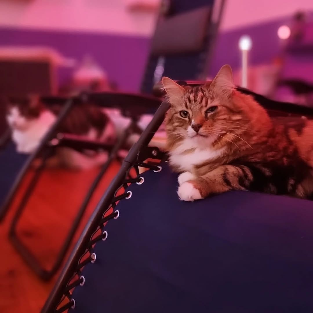 Post 7 by Catmosphere Cat Cafe on Instagram (carousel)