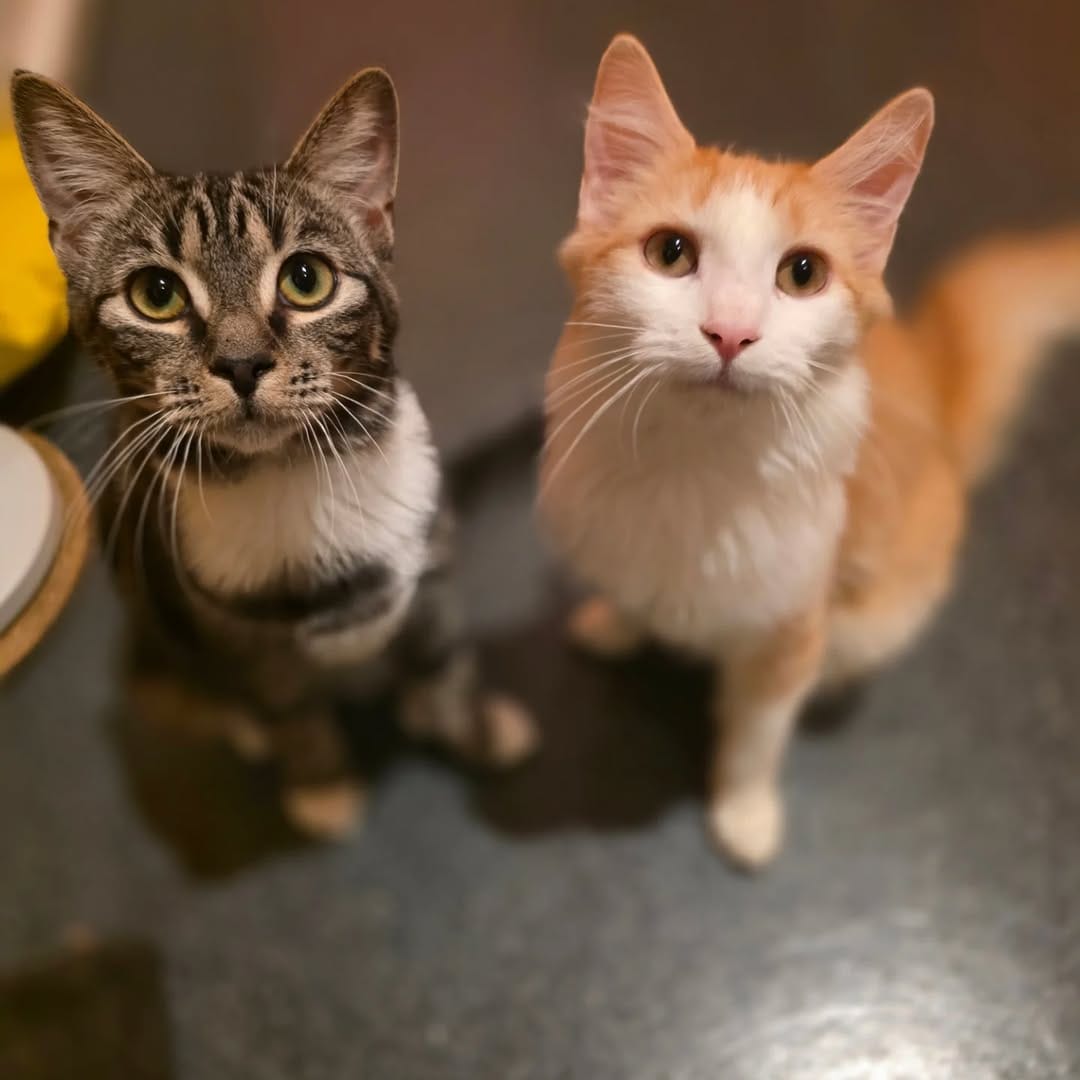 Post 3 by Catmosphere Cat Cafe on Instagram (carousel)