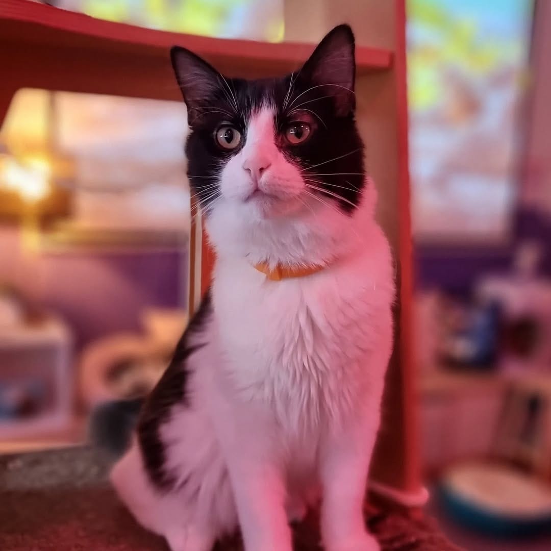 Post 6 by Catmosphere Cat Cafe on Instagram (carousel)