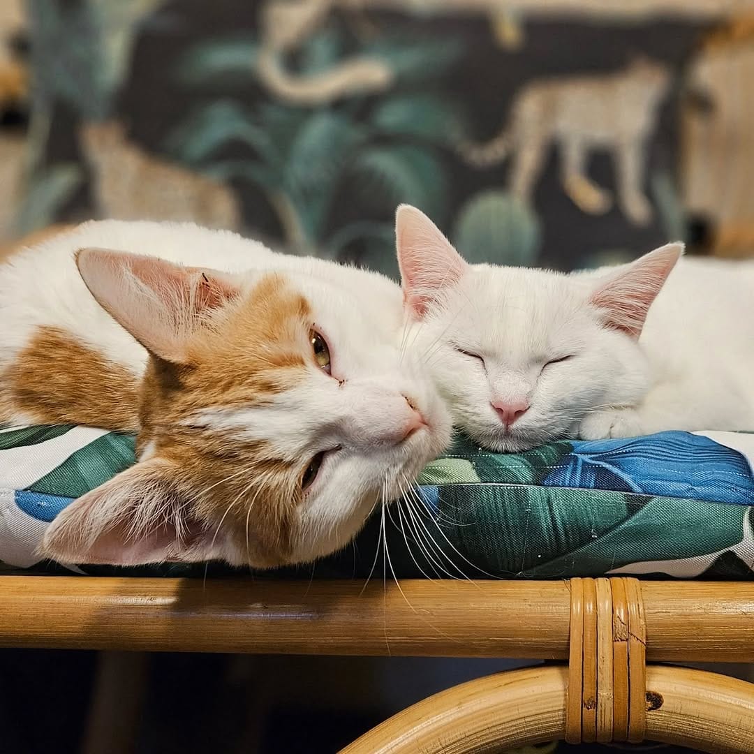 Post 9 by Catmosphere Cat Cafe on Instagram (image)
