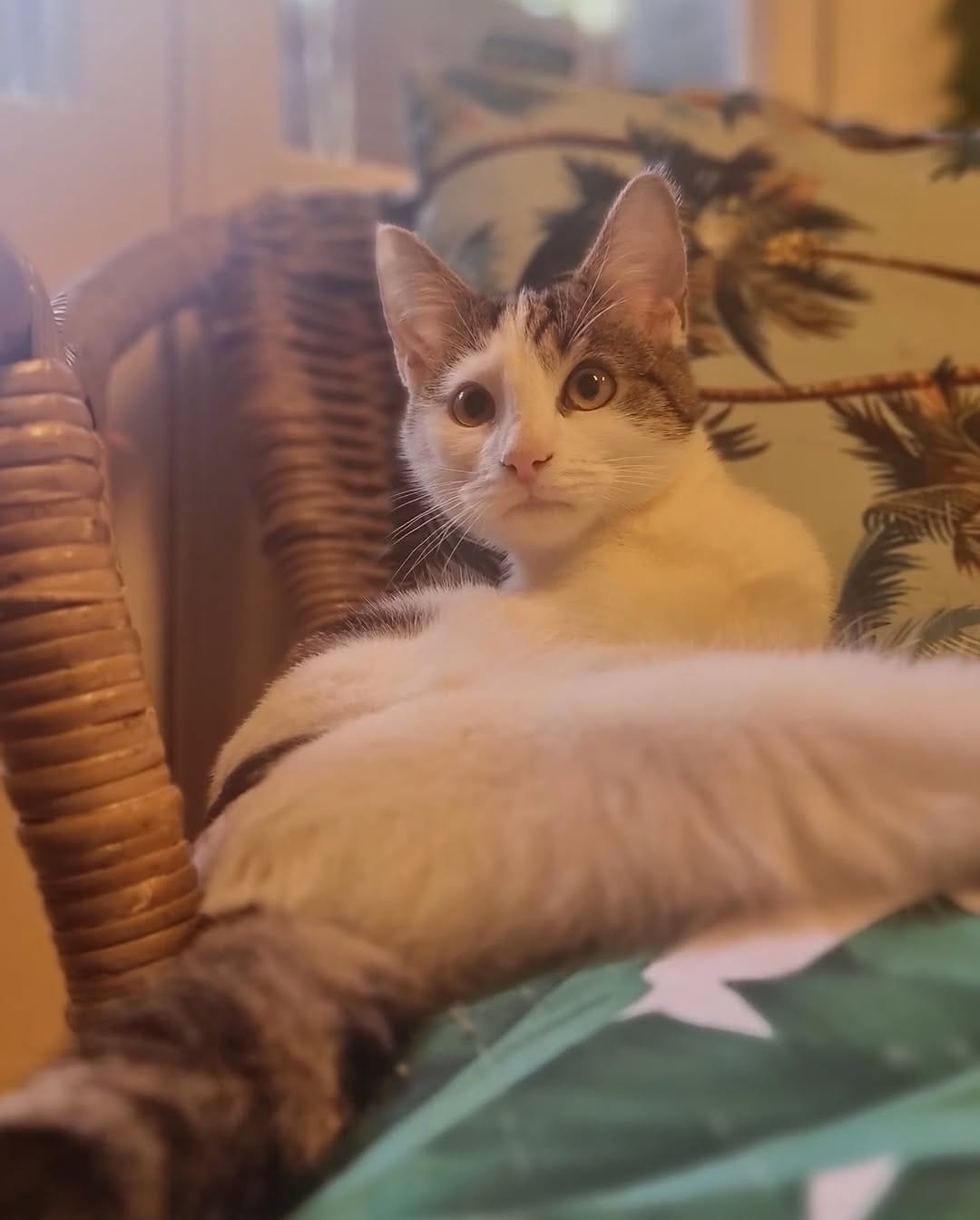 Post 5 by Catmosphere Cat Cafe on Instagram (image)