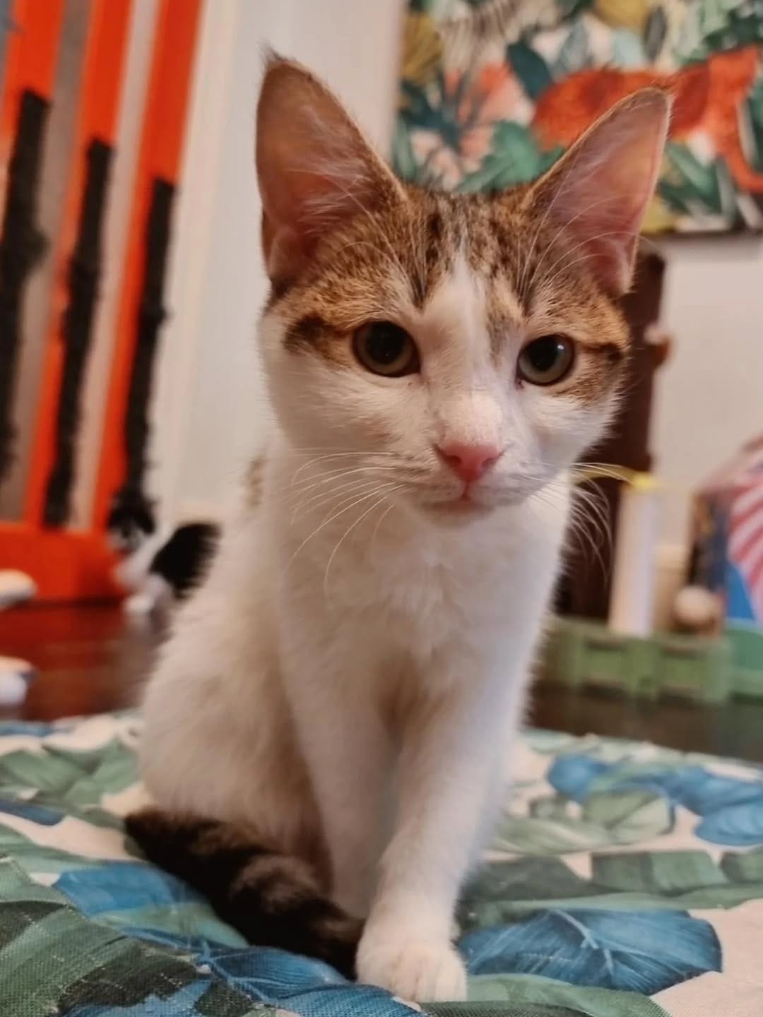 Post 2 by Catmosphere Cat Cafe on Instagram (image)