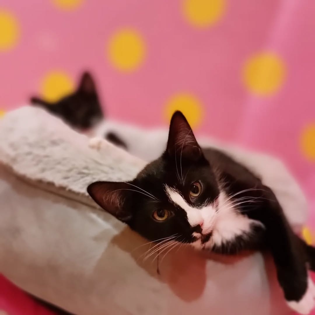 Post 8 by Catmosphere Cat Cafe on Instagram (image)