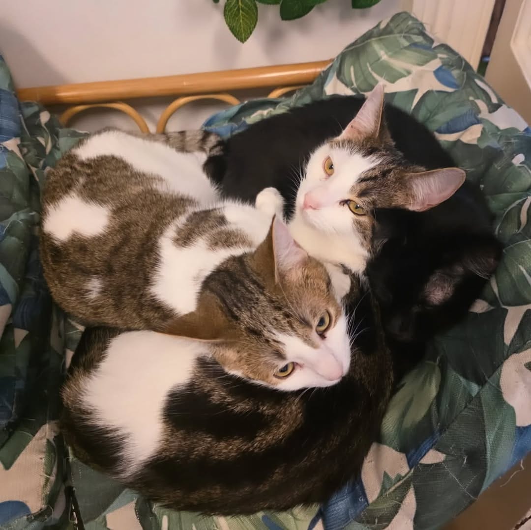 Post 1 by Catmosphere Cat Cafe on Instagram (image)