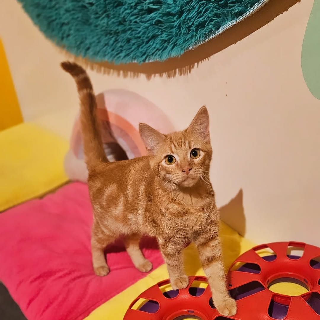 Post 10 by Catmosphere Cat Cafe on Instagram (image)