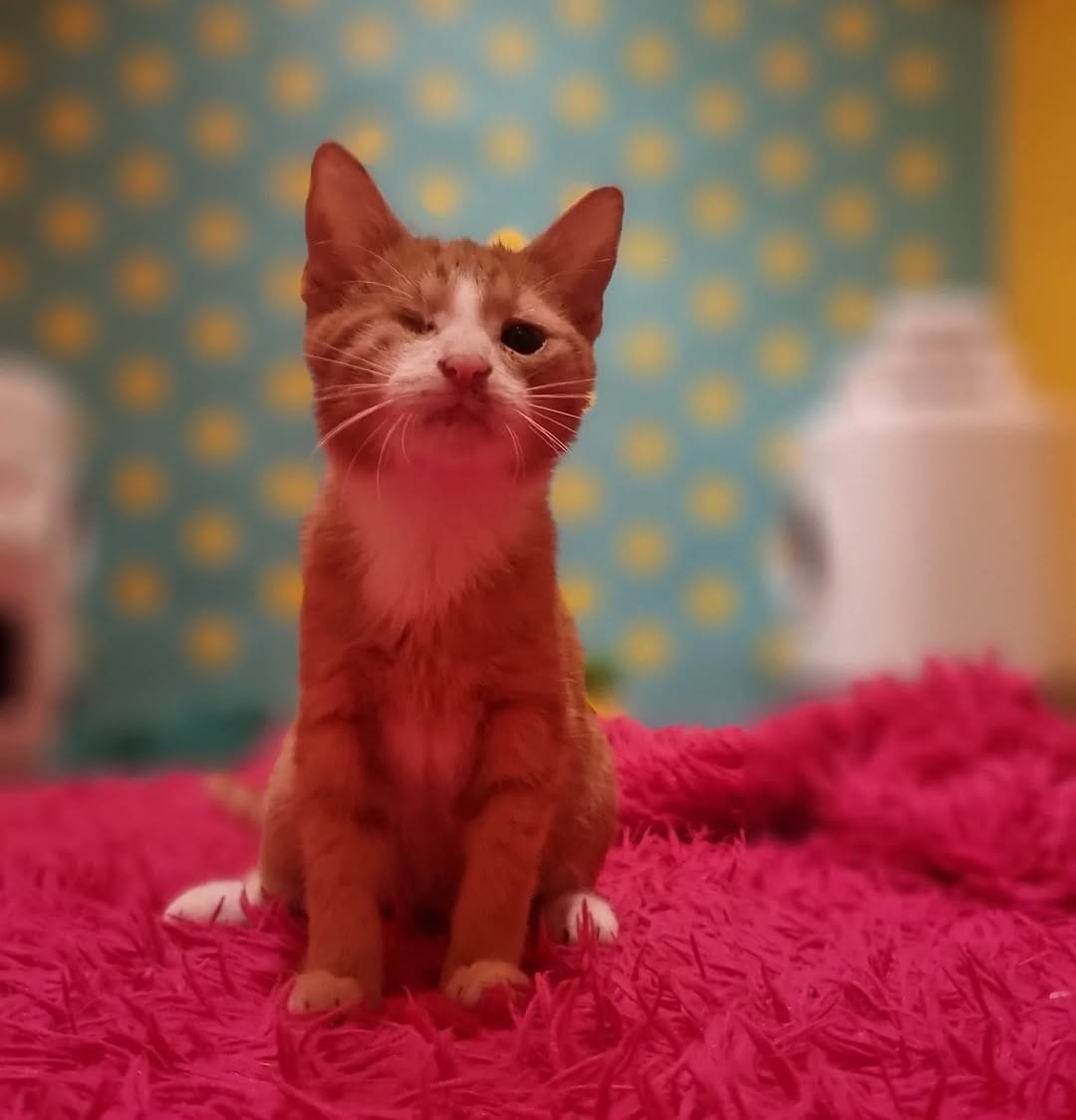 Post 4 by Catmosphere Cat Cafe on Instagram (image)