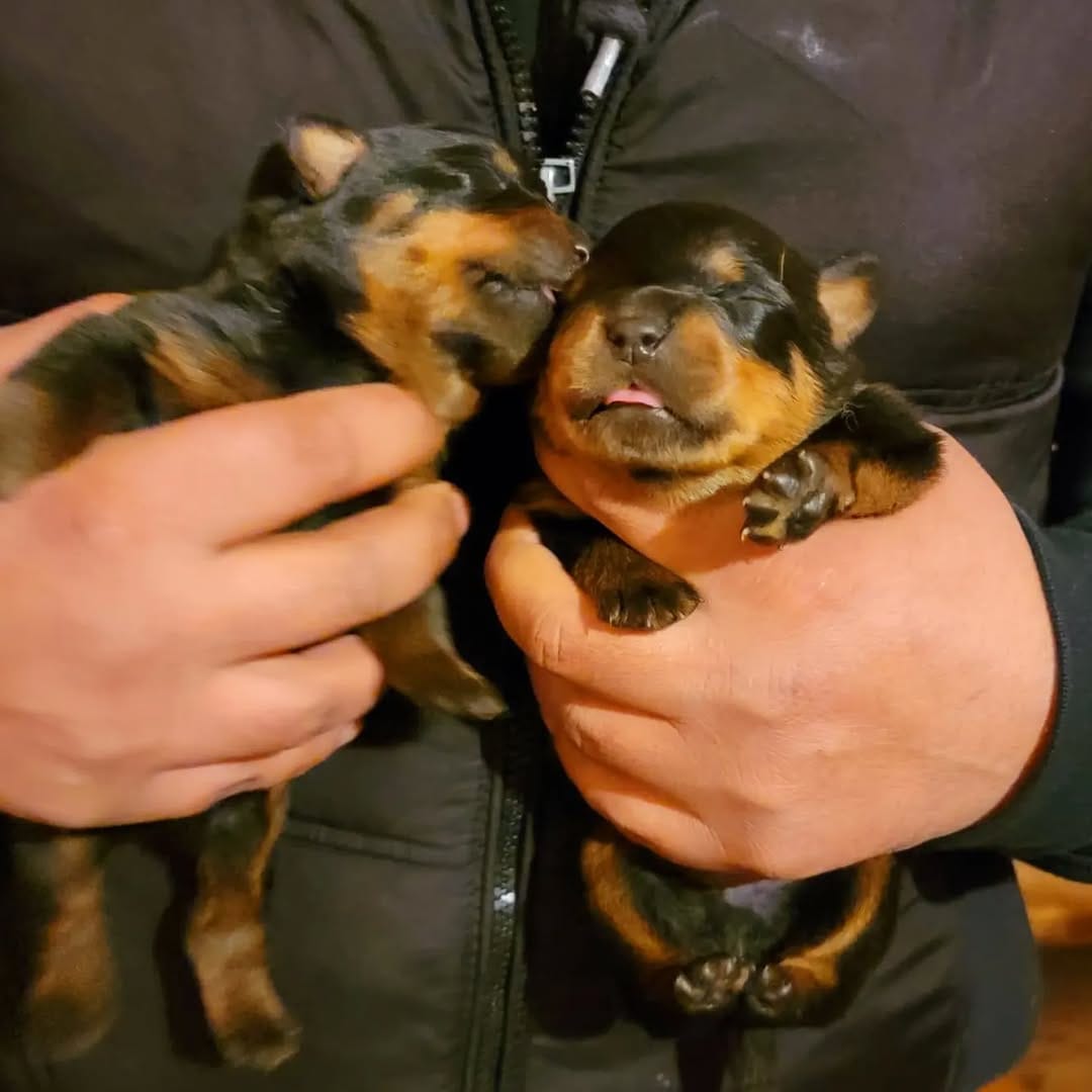 Post 6 by ROCKY THE ROTTI on Instagram (image)