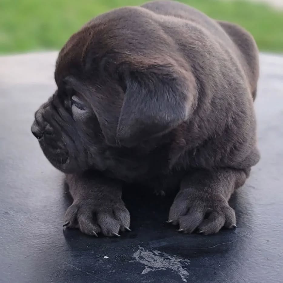 Post 2 by ROCKY THE ROTTI on Instagram (carousel)
