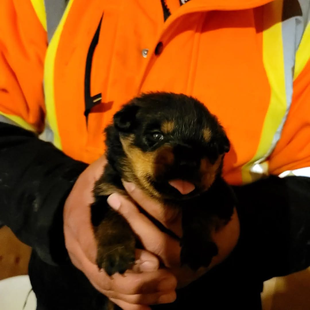 Post 5 by ROCKY THE ROTTI on Instagram (carousel)